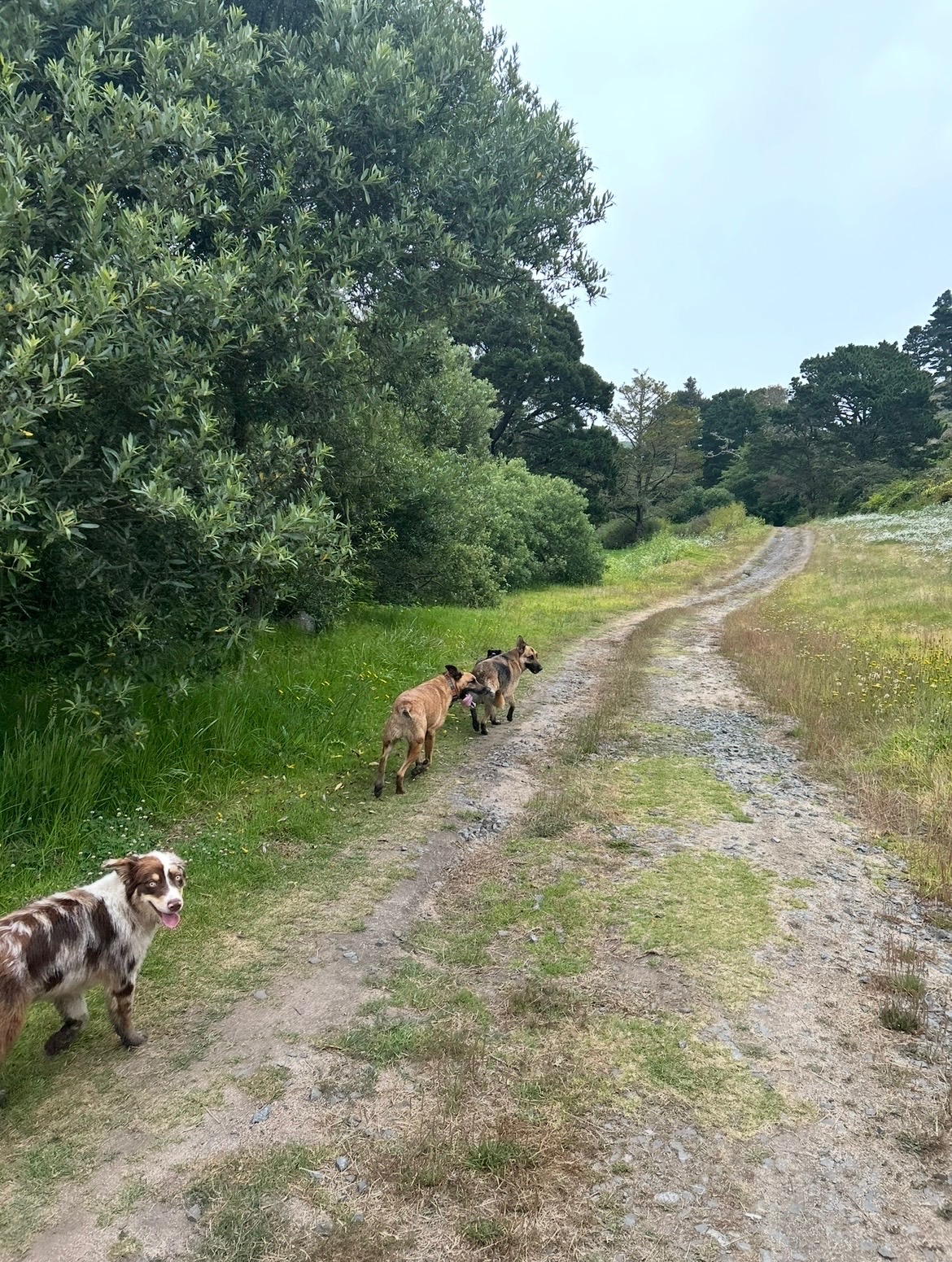 Dogs out on a countryside trail walk